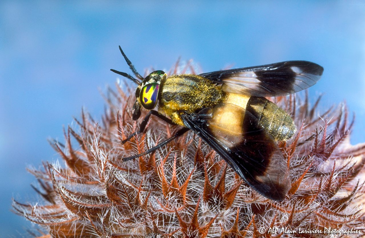 Chrysops pictus, le Taon orné -1-