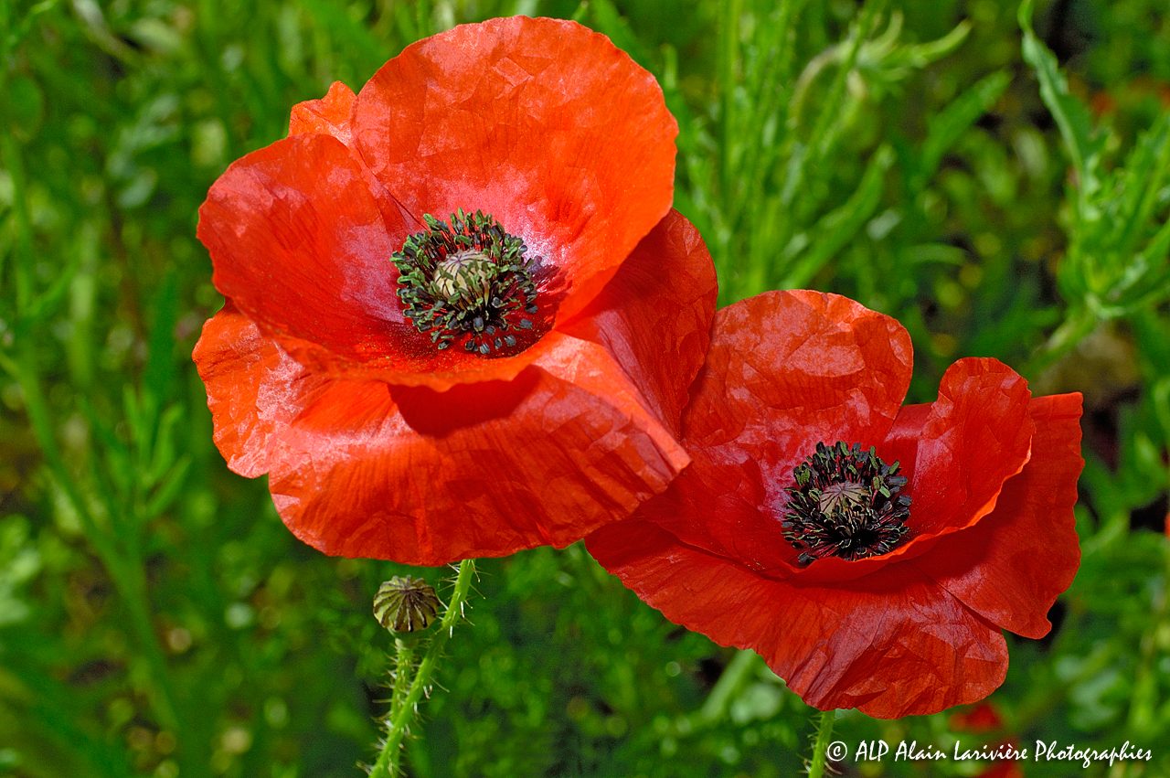 Papaver rhoeas, le Coquelicot -6-