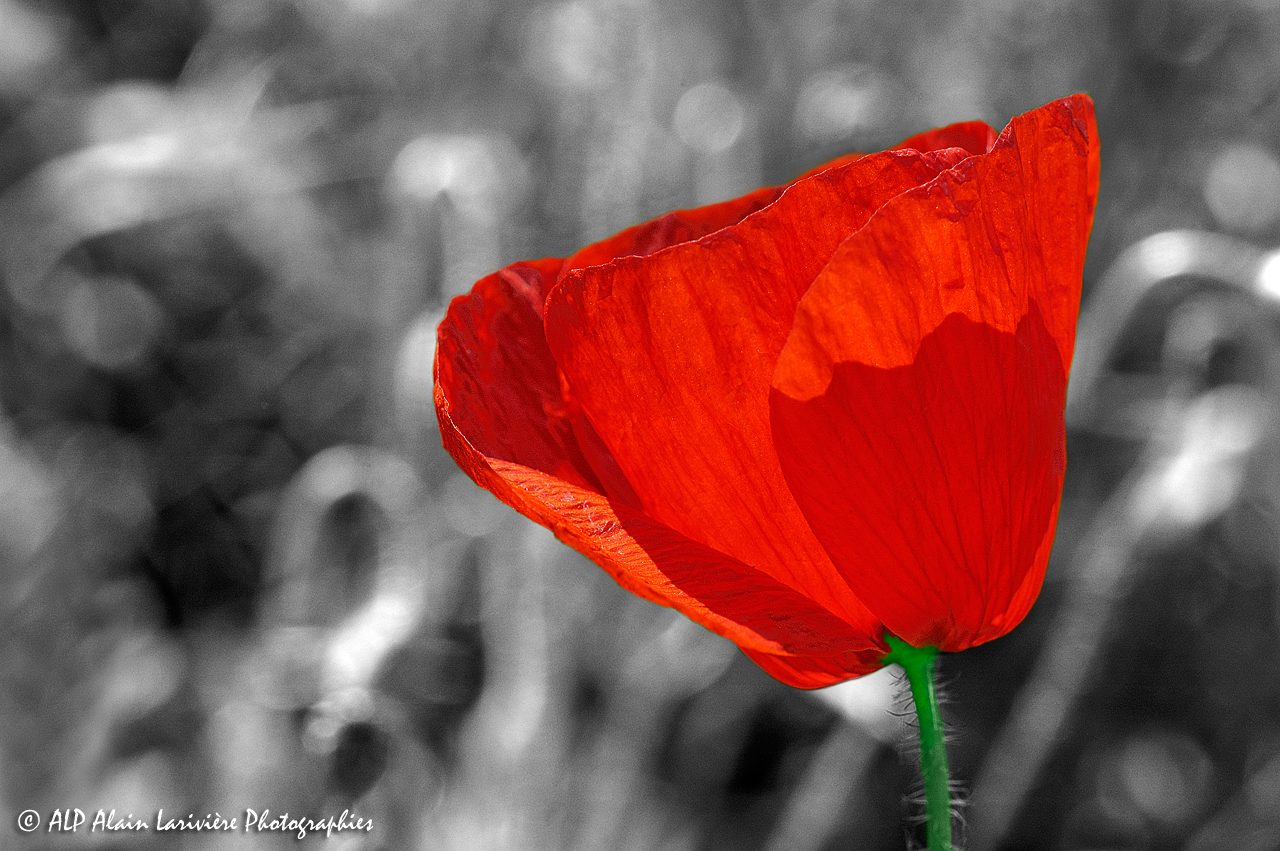 Papaver rhoeas, le Coquelicot -7-