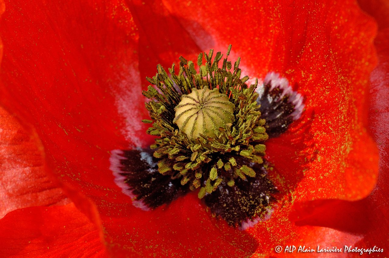 Papaver rhoeas, le Coquelicot -10-