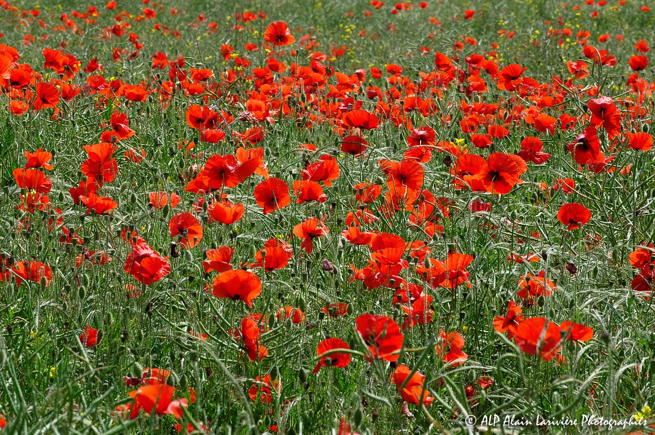 Papaver rhoeas, le Coquelicot -11-