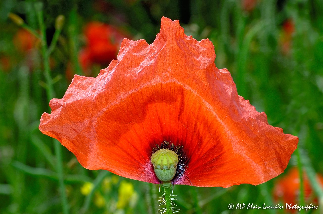 Papaver rhoeas, le Coquelicot -12-