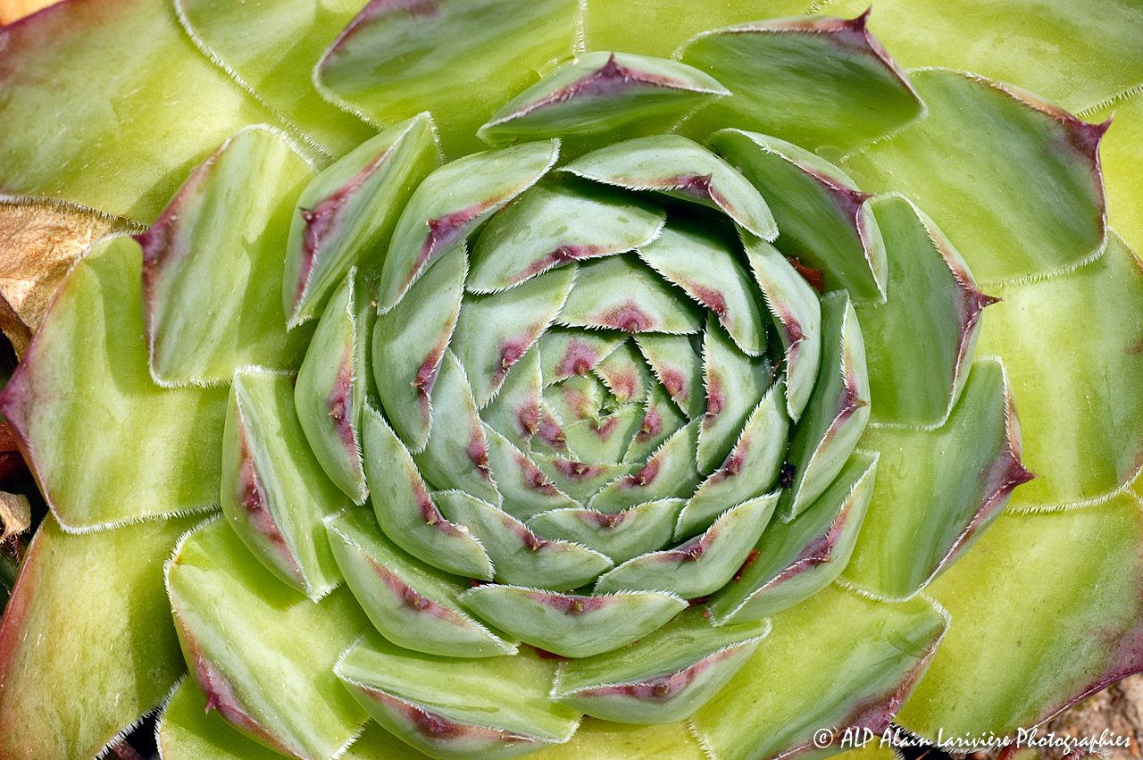 Sempervivum tectorum, la Joubarbe des toits -3-