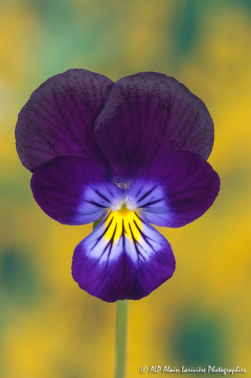 Viola tricolor, la Pensée sauvage -1-