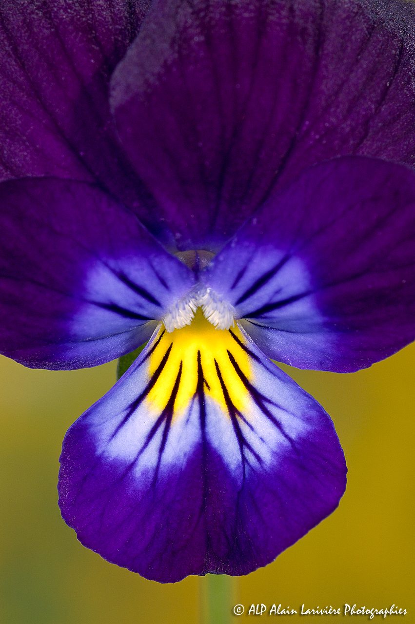 Viola tricolor, la Pensée sauvage -3-