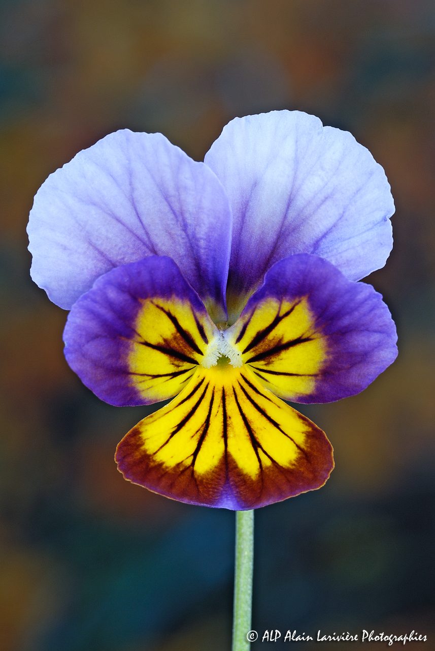 Viola tricolor, la Pensée sauvage -4-