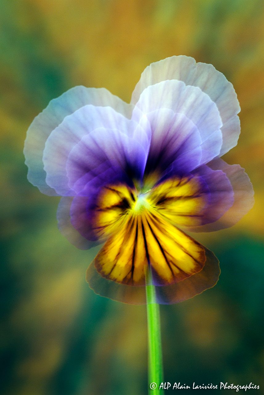 Viola tricolor, la Pensée sauvage -5-