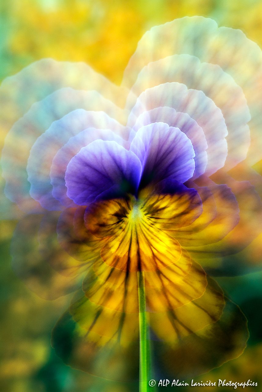 Viola tricolor, la Pensée sauvage -6-