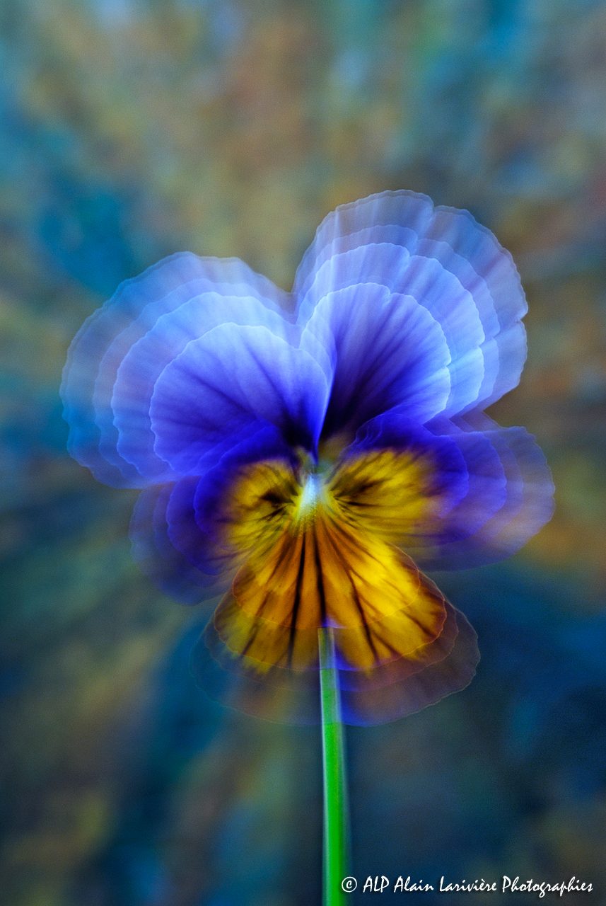 Viola tricolor, la Pensée sauvage -8-