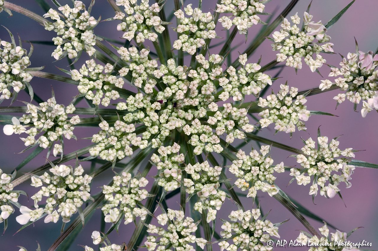 Daucus carota, la Carotte : Inflorescence -9-