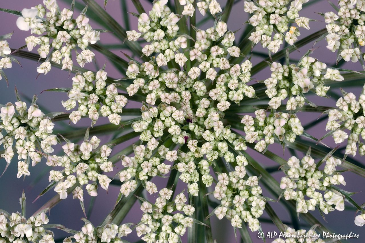Daucus carota, la Carotte : Inflorescence -13-