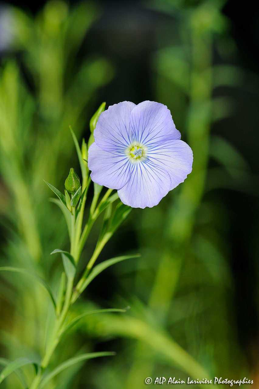 Linum usitatissimum, le Lin cultivé -3-